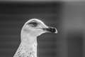 Galeb 2