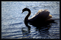 Swan